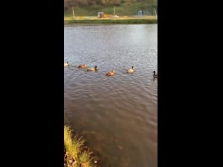 Приятно смотреть на чистую витьбу и ново стройство (720p) mp4