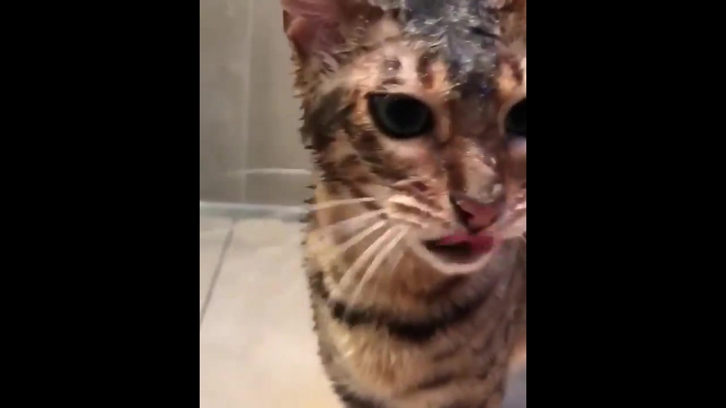 Котейка любит помыться