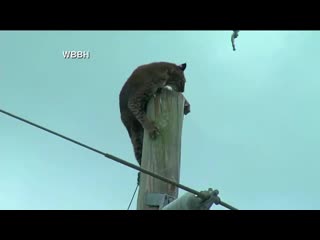 Bobcat seen sitting on pole along florida interstate