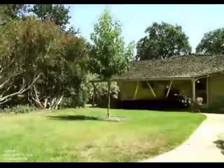 Таймлапс роста дерева за 18 лет (vhs video)