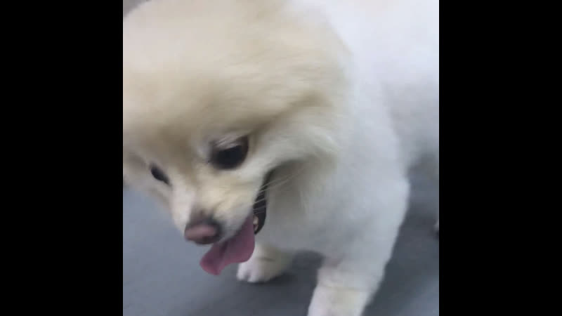 Груминг шпица