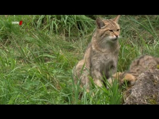 Wildkatzen versteckt in deutschlands wäldern