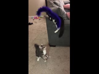 What happens when one kitty is smarter than the other