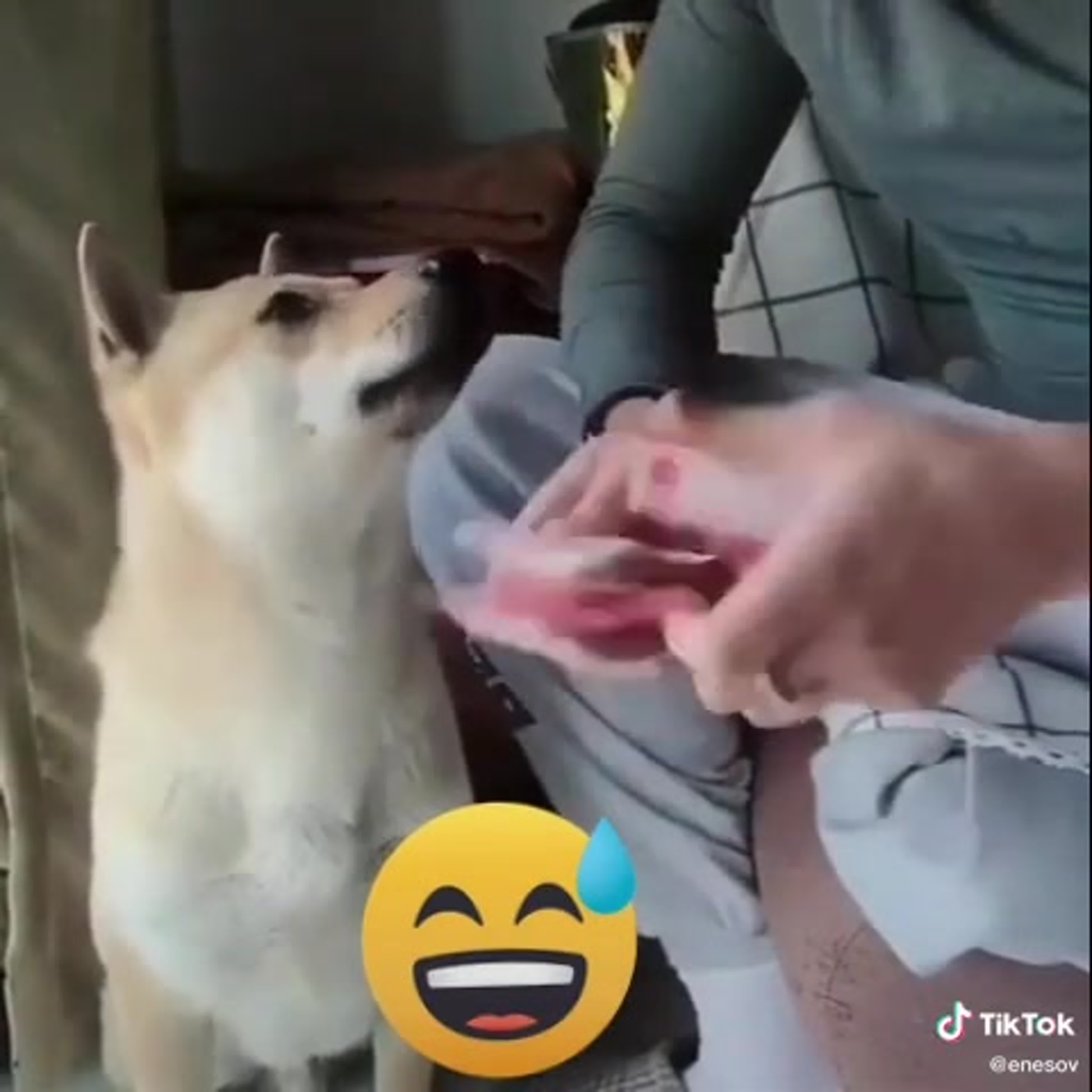 Мужык трахает собаку Мужик считает молодые лижет!поикол ржака))) watch online