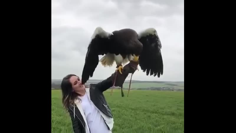Орлан