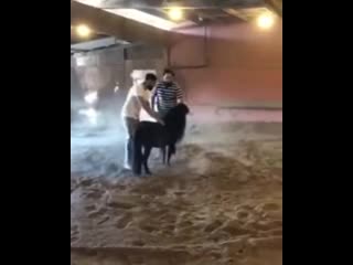 What could go wrong if a jerk insisted on riding a small pony