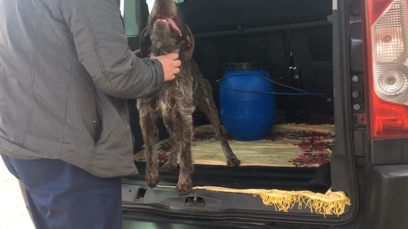 Нашлись хозяева девочки дратхаар