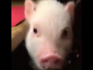 Хрюшка кушает