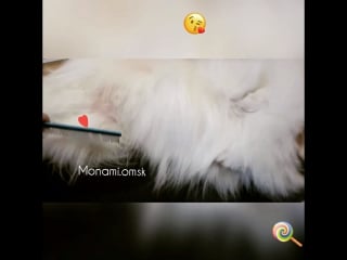 Шпиц йося в @monami omsk