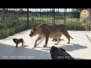 Lioness lola and cubs taigan