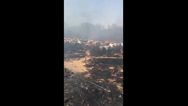 Армяне, когда покидали кельбаджар палили не только деревья и дома, но и ульи с пчелами