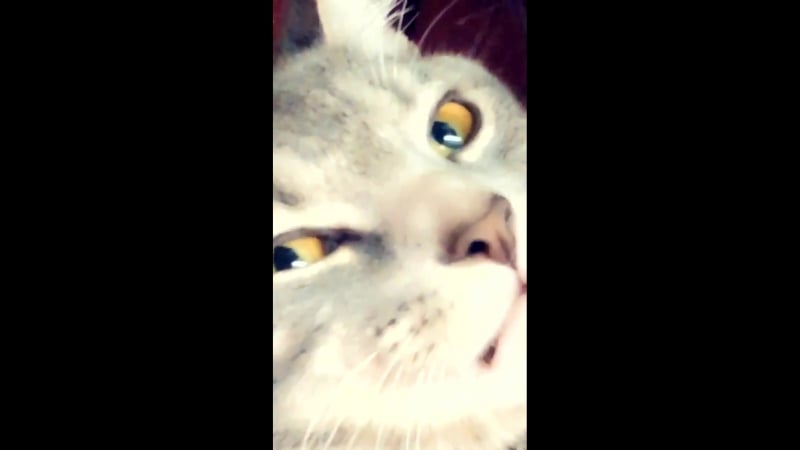 Коты обожают фильтры snapchat (нет)