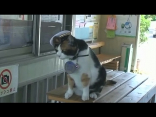 Tama the cat who saved a japanese railway from bankruptcy