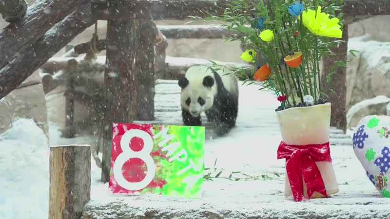 В московском зоопарке панда жуи подарил своей возлюбленной диндин букет и открытку собственной работы