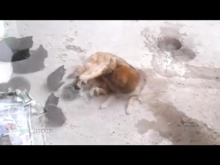 Кошка привела котят к своему другу