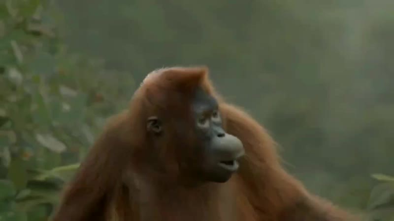 Горилла майнкрафтер флексит