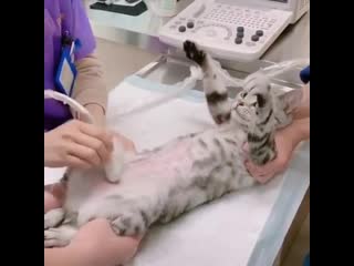 Pregnant cat enjoying her ultrasound