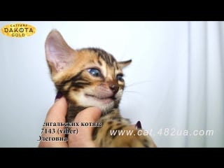 Girle darkpink питомник dakota gold, котята д р 12072017
