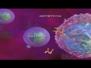 37 системная красная волчанка скв