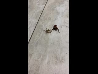 Stepped on a cricket at work and came back to clean it up and a parasite is crawling out of its body