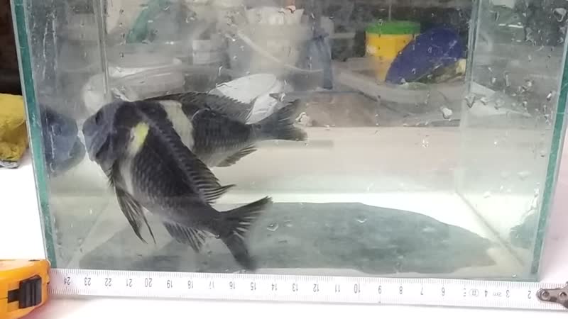 Трофеус дубаиси с моей фермы