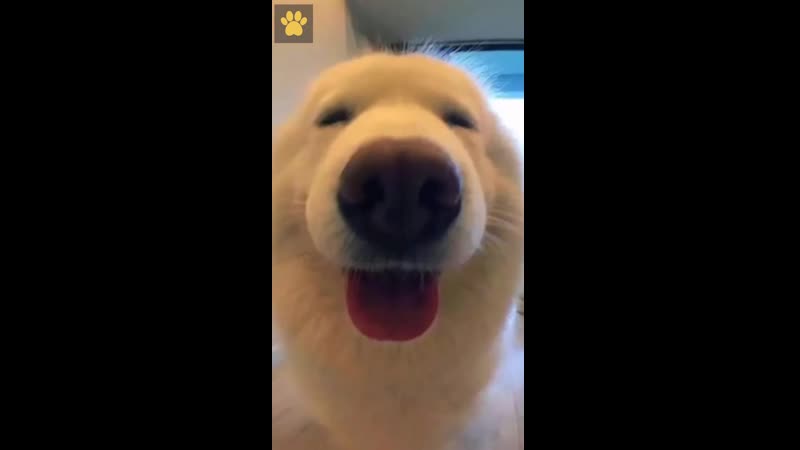 Пёсики до и после того, как их назвали «хороший мальчик»