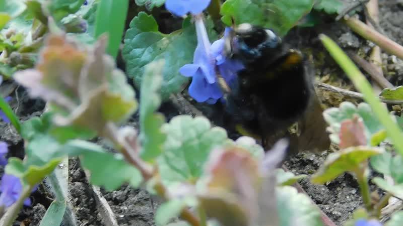 Полевой шмель (лат bombus pascuorum) и будра плющевидная (лат glechoma hederacea)