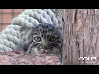 Manul pallas's cat