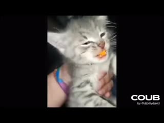 Kitten gone cheetos