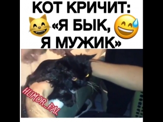 Прикольный котейко