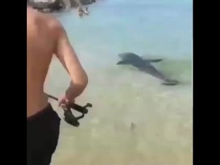 Как тюлени ловят рыбу