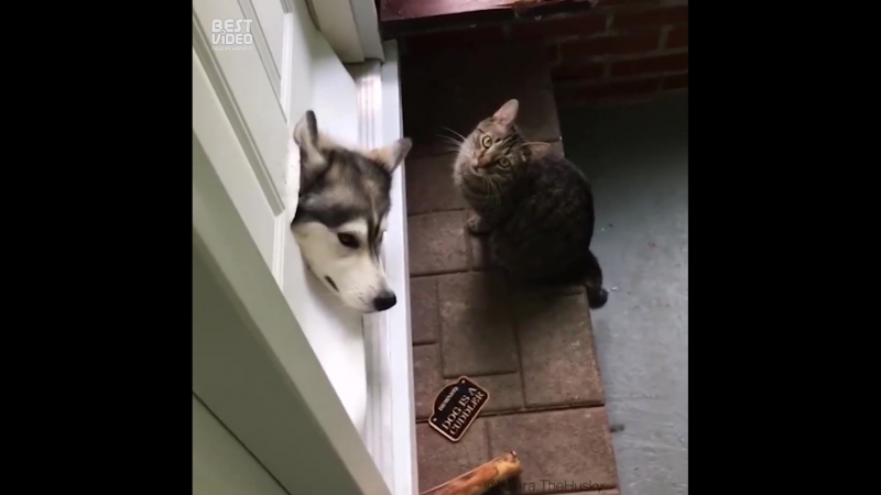 Песик немножко застрял