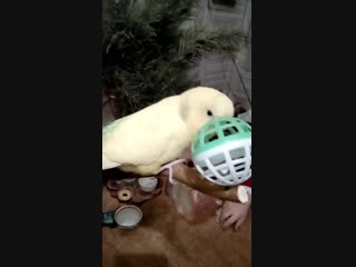 Trim 20190121 180304 mp4