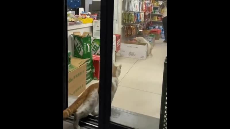 Аморальный грабеж 2ch webm