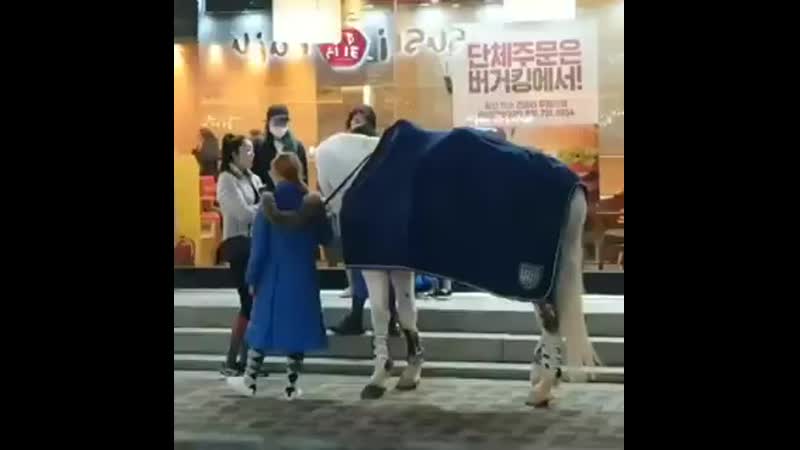 Ig 20200420 더킹정7품맥시무스님이시다 정중히인사드려라 정7품이시다 더킹영원의군주 해운대나리식당앞 해운대맛집나리식당바로앞 말이 참 이쁘네