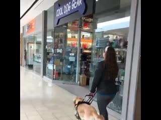 Guide dog always sneakily walks her owner into a pet store without her knowing