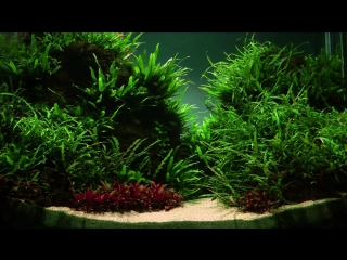 Altitude aquascape by james findley the making of