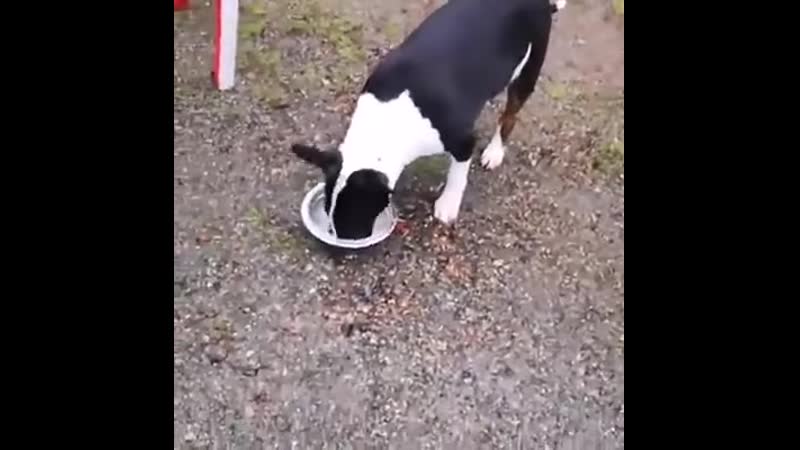 Сюрстрёмминг чудная шведская рыбка