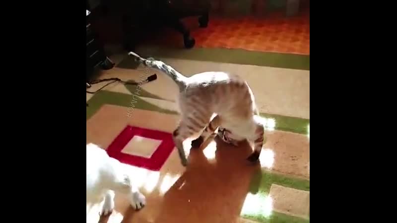 Кот шрёдингера обходит угрозу