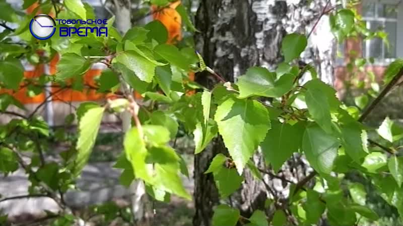 Цветет черемуха к похолоданию))