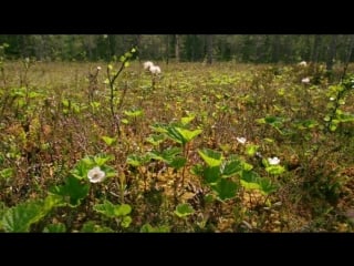 Магия болот ян хафт magie der moore 2015 hdrip