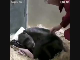 A very special and beautiful moment!this 59 year old chimpanzee was refusing food and ready to die until she received one last