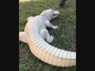 Albino alligator loves to be petted