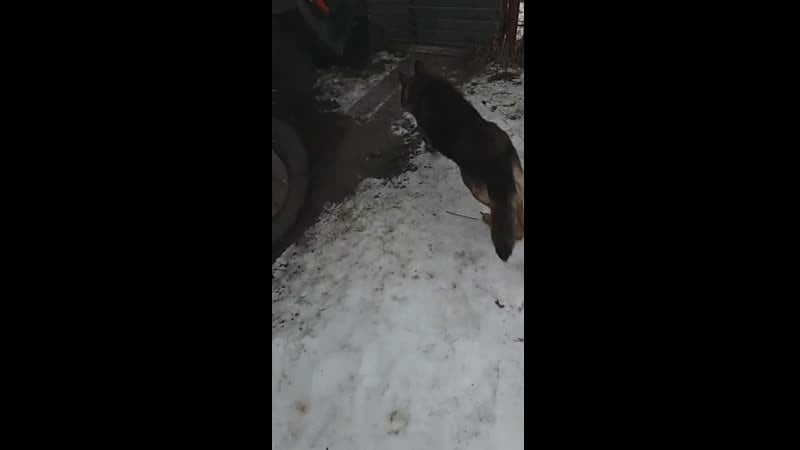 Купил антифриз