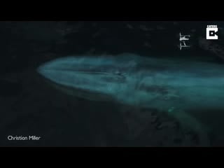 Drone captures epic blue whale sneeze