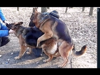 Первая вязка дакара немецкие овчарки hard mating german shepherds одесса