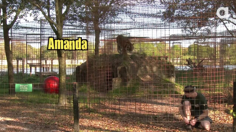 Почему не стоит поворачиваться спиной к большим кошкам