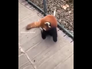 Ладно, сдаюсь (vhs video)