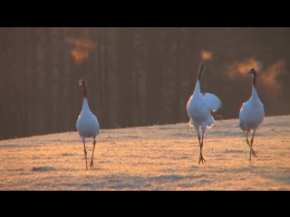 Grus japonensis red sigh beautiful spectacle