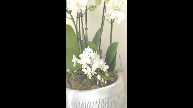 Нежнейшая красотка с белыми орхидеями